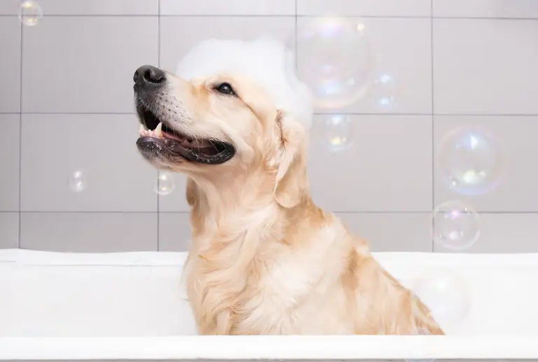 A golden retriever enjoys a warm bubble bath surrounded by soap bubbles