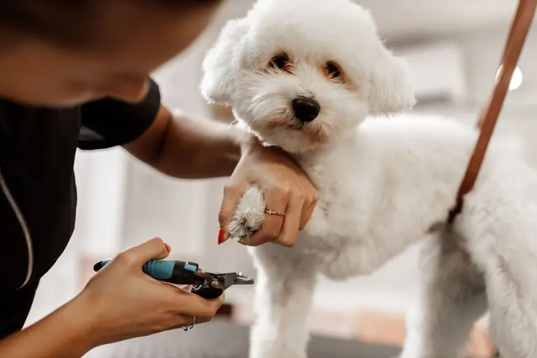 A bichon rests its paw in a groomer’s hand for a gentle nail trim