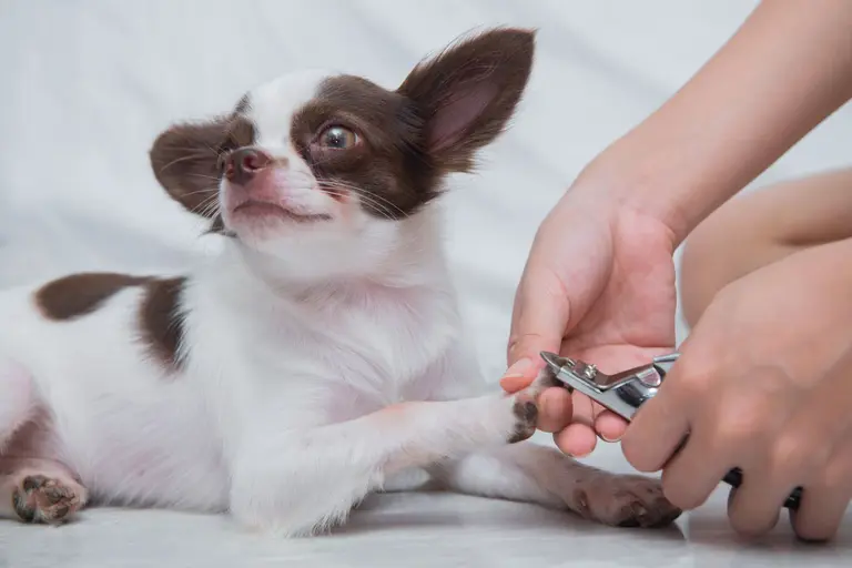 A chihuahua patiently offers a paw for careful nail clipping