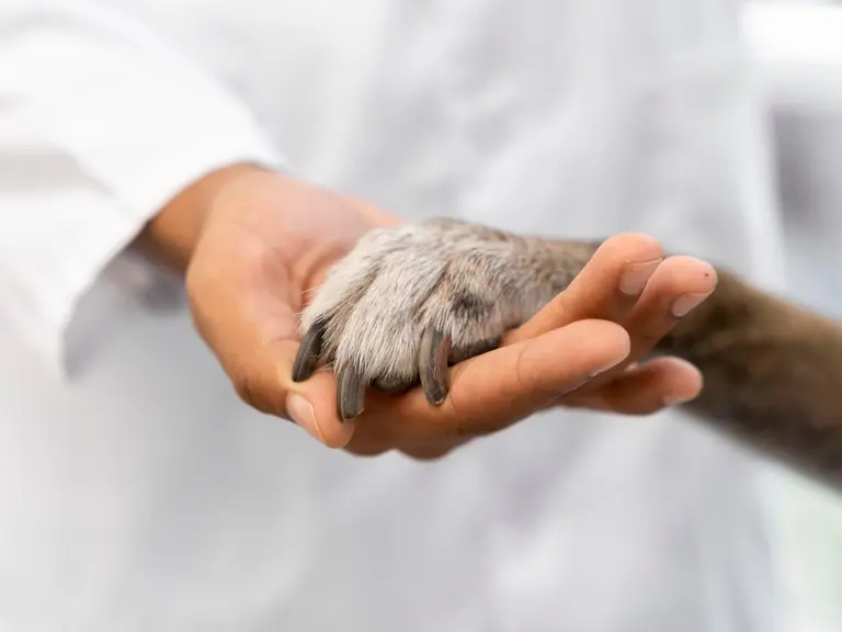 A person’s hand gently holds a dog’s paw