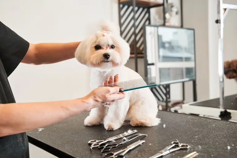 A Maltese with a topknot is gently combed on the grooming table